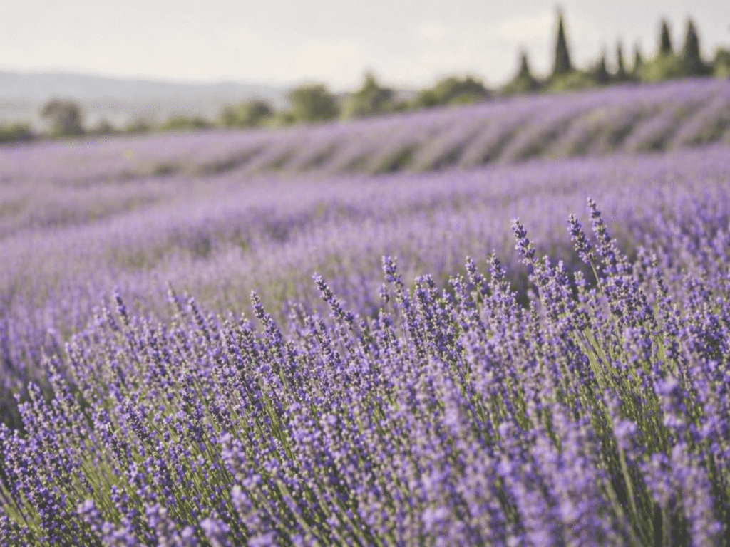 Treatment for Epilepsy